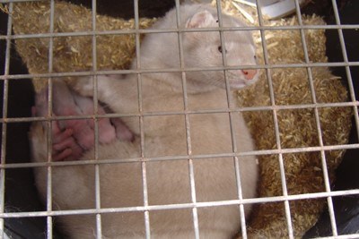 easy-strø in nest with mink bitch and her puppies