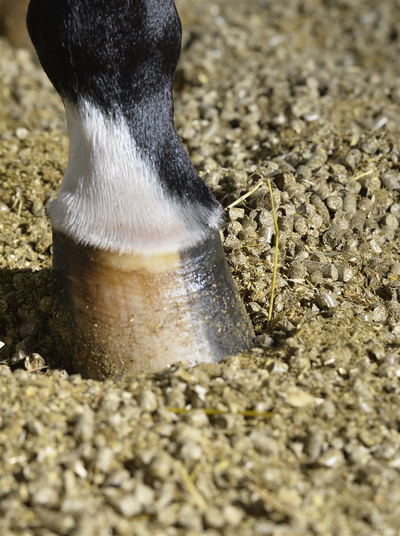 easy-bedding in horse boxes